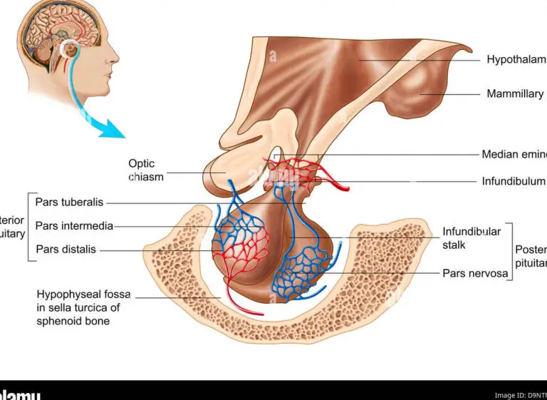 El Hueso M S Duro Del Cuerpo Humano El Hueso Del F Mur Iesribera