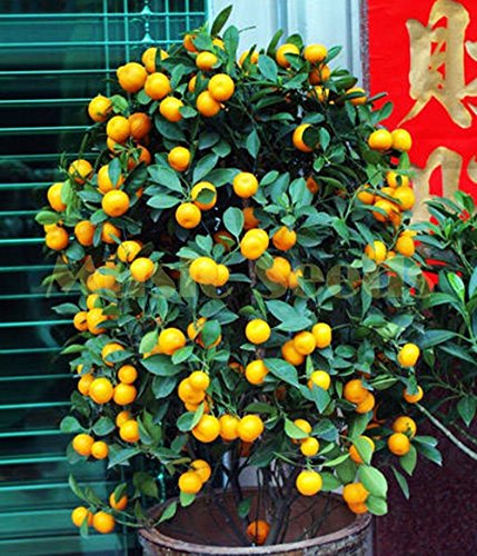 1bag = 50pcs kumquat anaranjado siembra en macetas Balcón Patio Lotes árboles frutales Semillas sabrosos Naranja jugosa para casa y jardín