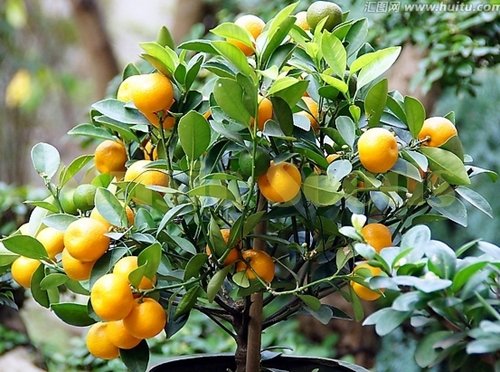 1bag = 50pcs kumquat anaranjado siembra en macetas Balcón Patio Lotes árboles frutales Semillas sabrosos Naranja jugosa para casa y jardín