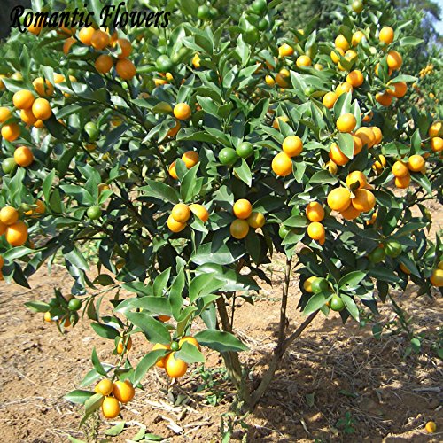 Balcón Patio de tiesto Árboles Frutales semillas plantadas, Semillas Semillas kumquat, naranja, mandarina, Citrus - 50 partículas / Bolsa