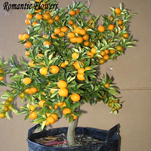 Balcón Patio de tiesto Árboles Frutales semillas plantadas, Semillas Semillas kumquat, naranja, mandarina, Citrus - 50 partículas / Bolsa