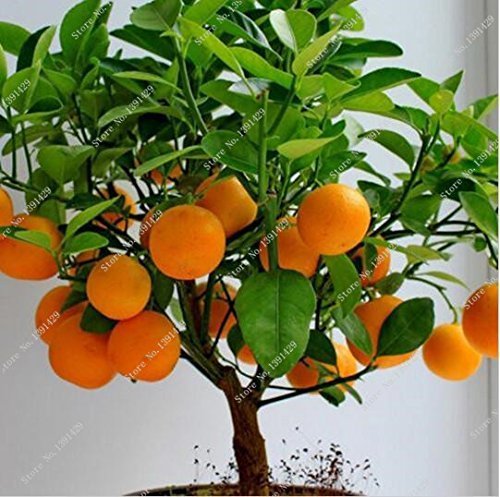 Bonsai semillas de frutas comestibles enanas, las semillas de la fruta cítrica del mandarín naranja, Balcón Patio de tiesto árboles de frutas kumquat Semillas 10pcs / bag