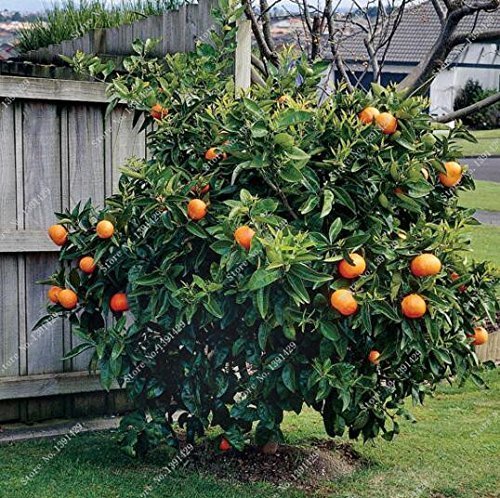 Bonsai semillas de frutas comestibles enanas, las semillas de la fruta cítrica del mandarín naranja, Balcón Patio de tiesto árboles de frutas kumquat Semillas 10pcs / bag