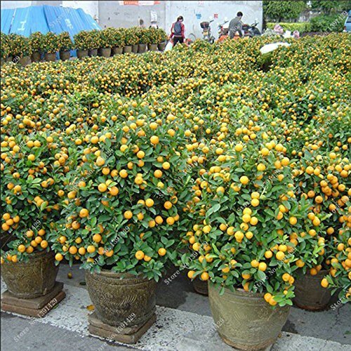 Bonsai semillas de frutas comestibles enanas, las semillas de la fruta cítrica del mandarín naranja, Balcón Patio de tiesto árboles de frutas kumquat Semillas 10pcs / bag