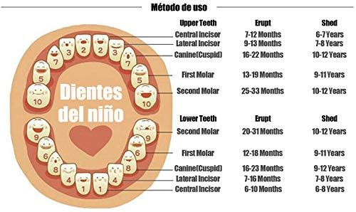 Caja para guardar dientes para niños y niñas, Regalo para niños en madera de souvenir, Acumulación de dientes (Niña)