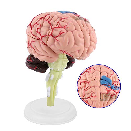 Modelo Anatómico del Cerebro Humano Científico Anatomía Desmontado Herramienta de Enseñanza Médica Cerebro Arterias Laboratorio escolar Modelo de Estudio Equipo