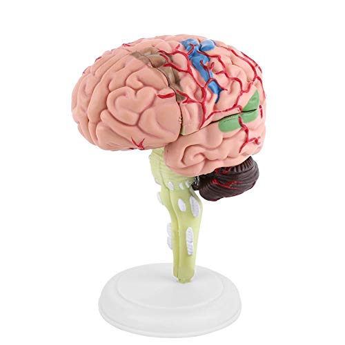 Modelo Anatómico del Cerebro Humano Científico Anatomía Desmontado Herramienta de Enseñanza Médica Cerebro Arterias Laboratorio escolar Modelo de Estudio Equipo