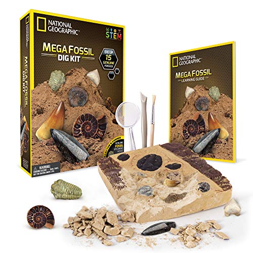 National Geographic Kit de yacimiento de fósiles Reales, 15 fósiles