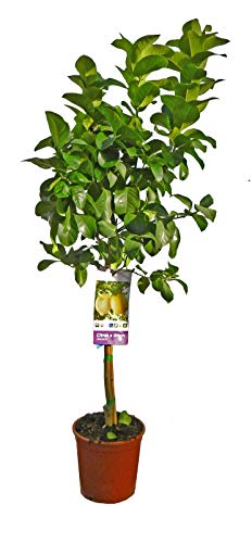 Planta de fruta de Botanicly – Limonero – Altura: 90 cm – Citrus Limon