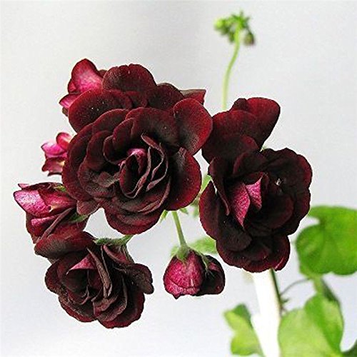 Semillas de geranio 20 piezas raras semillas Negro Rose Pelargonium perenne de flores Hardy planta en maceta de Bonsai Plant