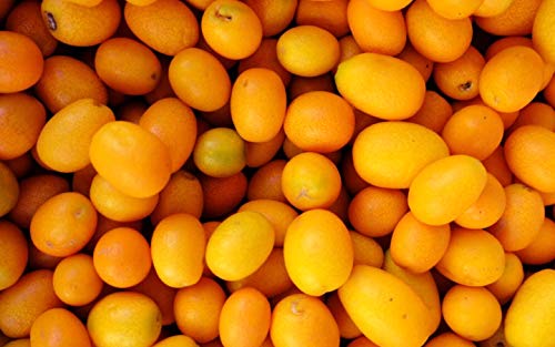 2 Kumquat (Pack) - maceta C17