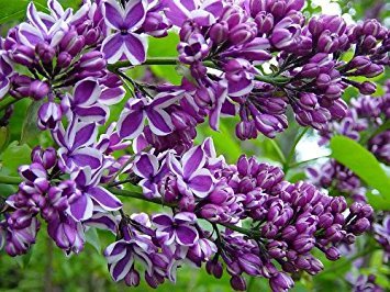 25 FRENCH / OLD FASHIONED LILAC Syringa Vulgaris Flower Shrub Bush Seeds by Seedville