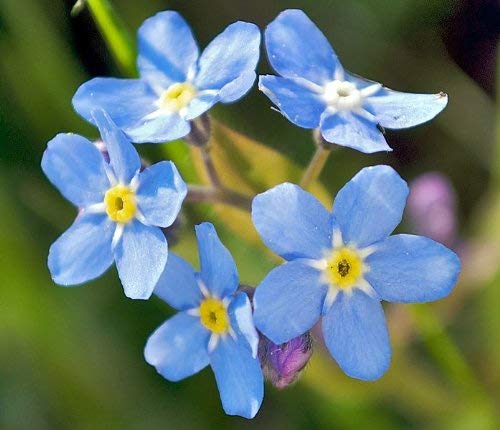 500 no me olvides las semillas de flor Myosotis Alpestris