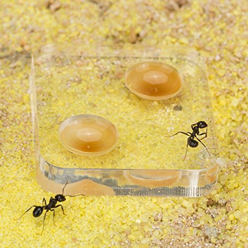 AntHouse - Hormiguero Natural de Arena - Kit T Big Acrílico 25x20x1,5 cm (Hormigas Gratis)