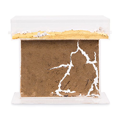 AntHouse - Hormiguero Natural de Arena - Kit T Big Acrílico 25x20x1,5 cm (Hormigas Gratis)