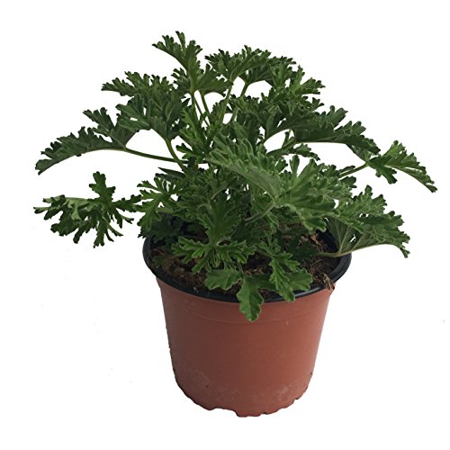 Citronella - Planta antimosquitos - Maceta 15cm. - Pelargonium Citrodorum/Graveolens - Planta Aromática - Planta viva - (Envíos sólo a Península)