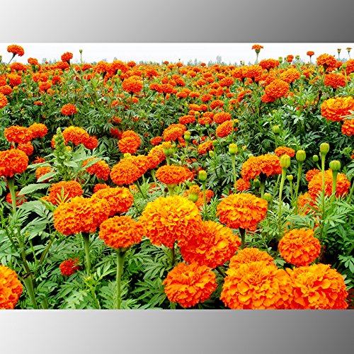 Crisantemo (200 *) * Ambizu mezclaron las semillas del crisantemo perenne de flores semillas color de rosa color de rosa amarillo-naranja de caléndula larga duración Flores florecientes 200 semillas