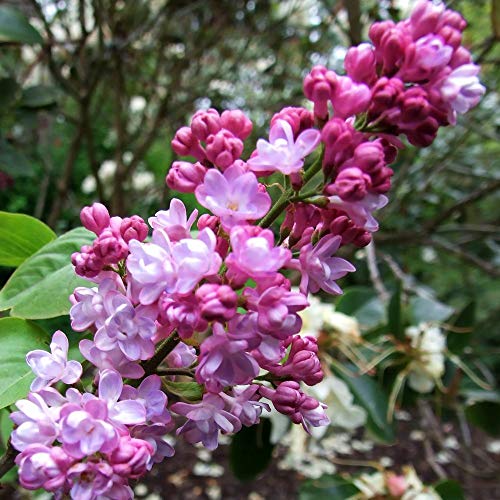 Fragantes franceses lila, Syringa vulgaris, 30 semillas