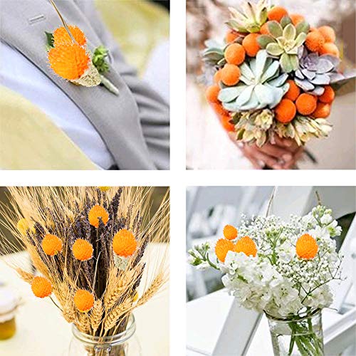 HUAESIN 30 Tallos Flores Secas Naturales Decoracion Craspedia Naranja Ramo Flor Seca Artificial para Hogar Boda Fiesta Jarrones Arregalos Florales Mesa Balcon Terraza Damajuana Escritorio Dormitorio