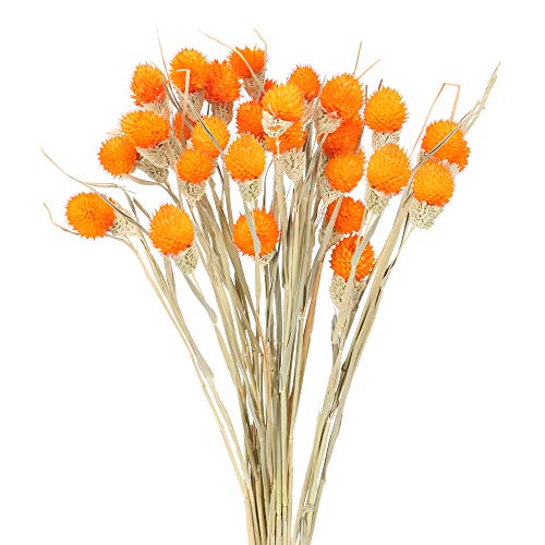 HUAESIN 30 Tallos Flores Secas Naturales Decoracion Craspedia Naranja Ramo Flor Seca Artificial para Hogar Boda Fiesta Jarrones Arregalos Florales Mesa Balcon Terraza Damajuana Escritorio Dormitorio