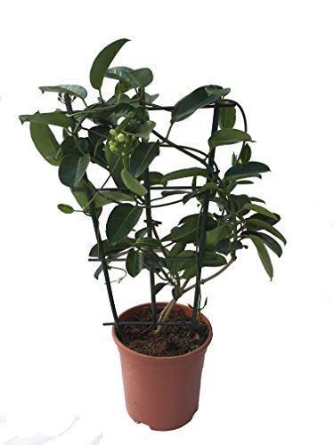 Jazmín de Madagascar - Stephanotis - Maceta 19cm. - Altura aprox. 55cm. - Planta viva - (Envíos sólo a Península)