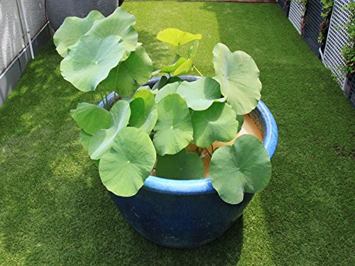 Liveseeds - Bonsai Lotus / Bowl Pond Lotus / Flor de lirio de agua / Rosa claro 5 Semillas