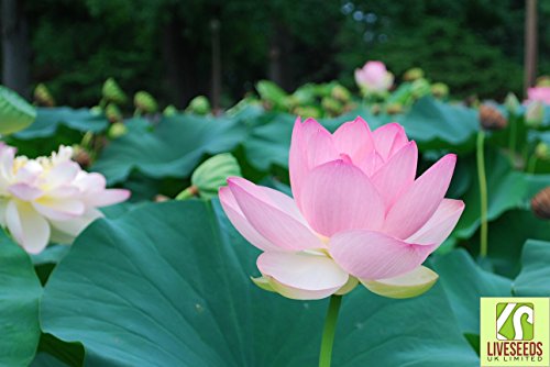 Liveseeds - Bonsai Lotus / Bowl Pond Lotus / Flor de lirio de agua / Rosa claro 5 Semillas