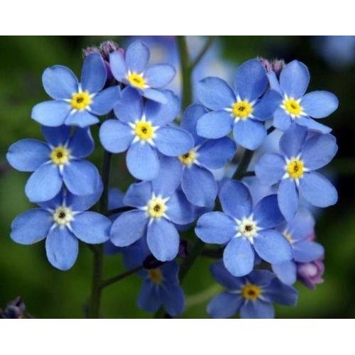 No me olvides semilla, Myosotis sylvatica, azul Flores, Semillas de Herencia Flor, 75ct