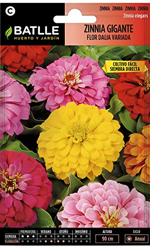 Semillas de Flores - Zinnia Gigante Flor de Dalia variada - Batlle