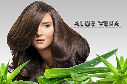 Champú Natural Ecologico con Aloe Vera, Argan, Vitaminas y Queratina (Keratina) con Ceramidas Naturales para Cabello - Pelo Dañado y Seco sin Parabenos Sin Sulfatos Anticaida y Volumen (250 ml)