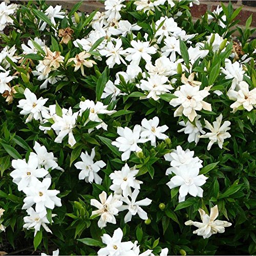 GARDENIA JASMINOIDES fragantes flores de jazmín vainilla olor más de 100 semillas