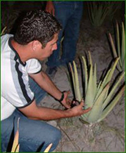 Jugo 100% orgánico de Aloe Vera | Fileteado a mano | Rico en ingredientes naturales | Promedio 1200 mg / l Aloverose | 2 x 1000ml