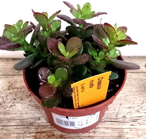 Planta de Jade Crassula Ovata PORTES GRATIS