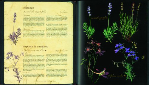 Plantas Medicinales Y Curativas (Atlas Ilustrado)