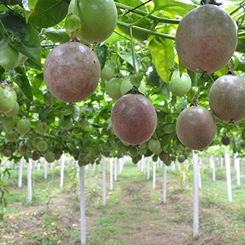 Semillas de maracuyá 20 piezas de zarigüeya roja Pasiflora Edulis planta viva para el hogar/jardín/exterior/patio/plantación agrícola