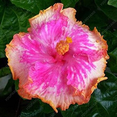 100PCS / bolsa de semilla de flor de hibisco gigante de color de la flor mixta de semilla de hibisco jardín de DIY en maceta fácil de cultivar para el jardín de la familia púrpura