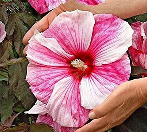 100PCS / bolsa de semilla de flor de hibisco gigante de color de la flor mixta de semilla de hibisco jardín de DIY en maceta fácil de cultivar para el jardín de la familia púrpura