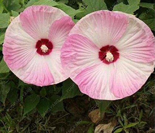 100PCS / bolsa de semilla de flor de hibisco gigante de color de la flor mixta de semilla de hibisco jardín de DIY en maceta fácil de cultivar para el jardín de la familia púrpura