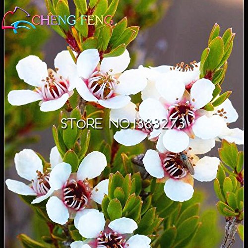 30pcs / bag Semillas raras Leptospermum scoparium de flores impresionante jardín Bonsai árbol de la flor de la planta regalo de semillas para el jardín de su casa