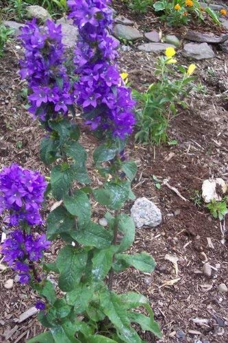 50 semillas Blue Marine HELIOTROPE Heliotropium arborescens de flores