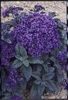 50 semillas Blue Marine HELIOTROPE Heliotropium arborescens de flores