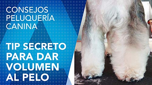 Artero Zoom. Espuma de Volumen y acondicionador para Perros. Extra Volume.