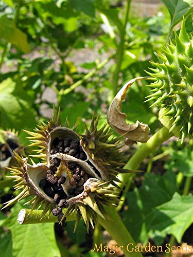 Blanco Datura Seeds, Brugmansia Ángel trompetas, Semillas Bonsai flor del árbol de 10 partículas / lot