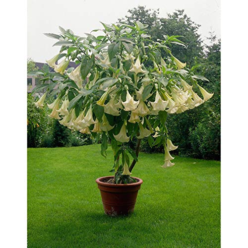 Blanco Datura Seeds, Brugmansia Ángel trompetas, Semillas Bonsai flor del árbol de 10 partículas / lot