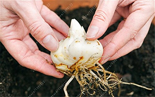 bulbos de lirio verdadero, flor del lirio, lirio (no semillas), los bulbos de azucenas de flores, olor débil, plantas de maceta bonsai para el jardín de bulbos 6 -2