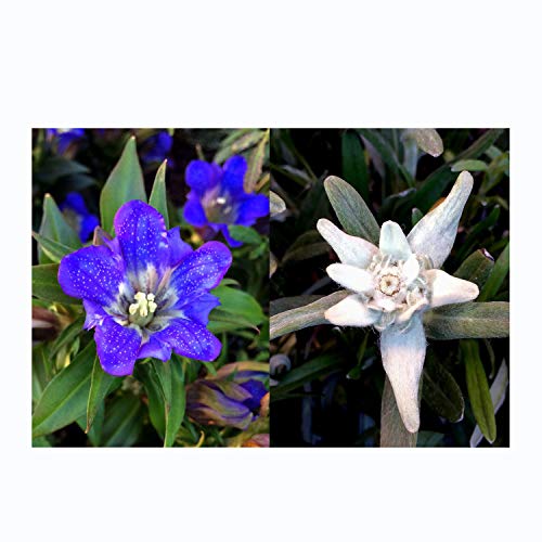 Edelweiss & genciana - set de semillas regalo con las dos flores alpinas probablemente más famosas