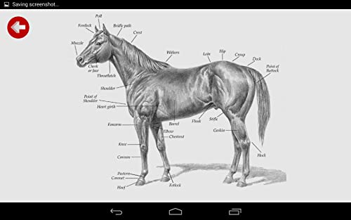 Equus - Horse Education