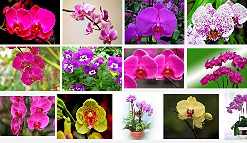 Exóticas semillas de flores de orquídeas Cattleya orquídea mariposa multicolor Bonsai Monoflord mini jardín de plantas fáciles de cultivar 200 PC / bag 14