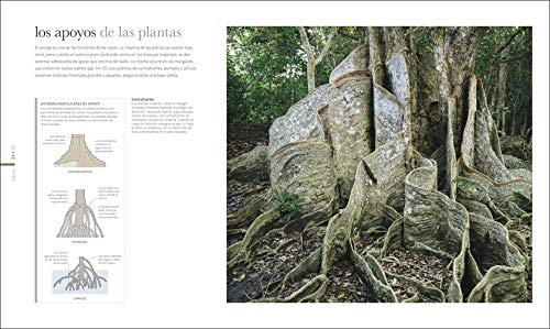 Flora: El mundo secreto de las plantas (Gran formato)