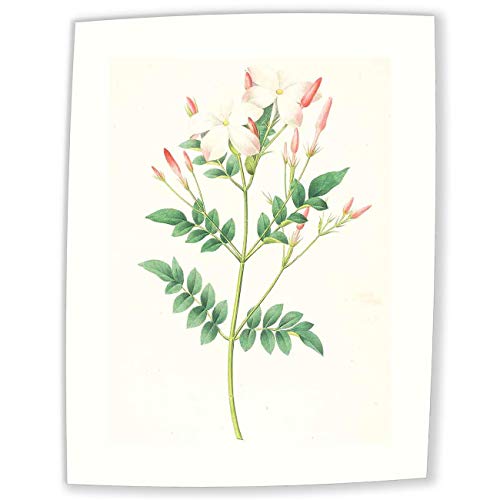 JH Lacrocon Pierre-Joseph Redoute - Jasminum Grandiflorum (Spanish Jasmine) Reproducción Cuadro sobre Lienzo Enrollado 35X50 cm - Pinturas Flor Impresións Decoración Muro